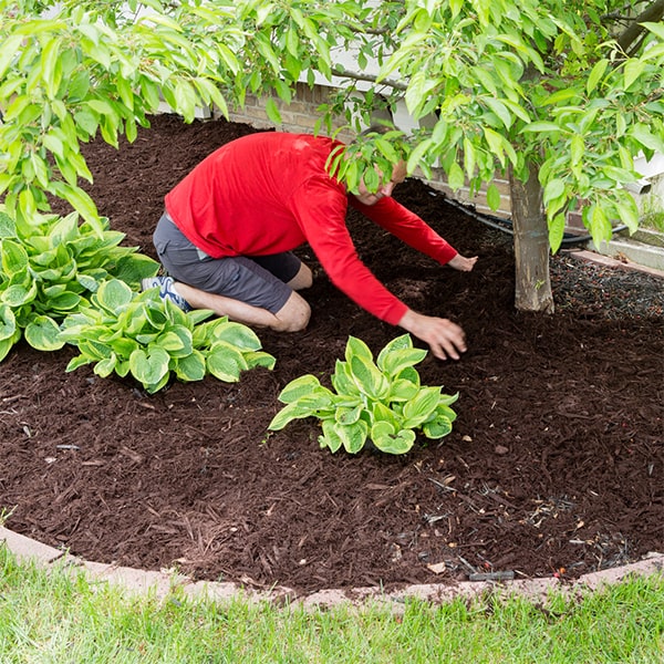 the duration of a mulch installation varies depending on the size of the area, but it is typically completed within a day